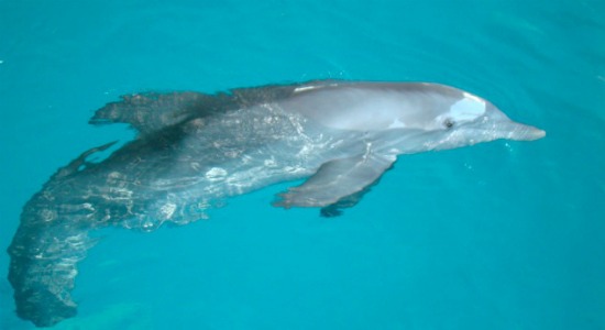 The Ouellets take on Florida & meet Winter the dolphin!