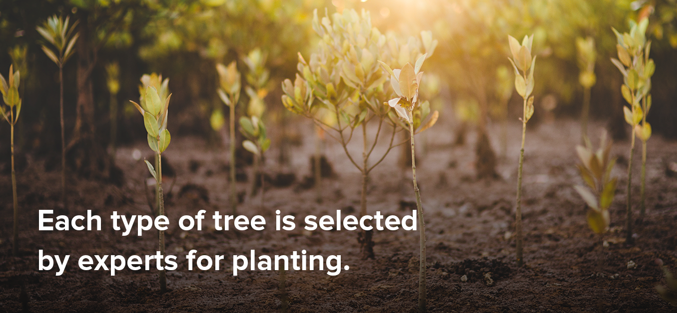 Each type of tree is selected by experts for planting.